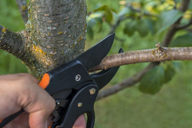 Apple Tree Removal in Pottstown, PA