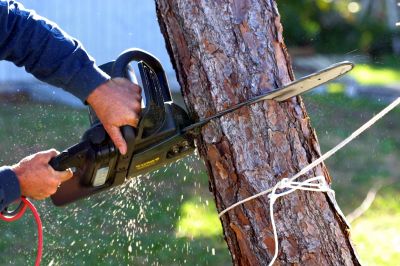 Commercial Tree Removal in Pottstown, PA