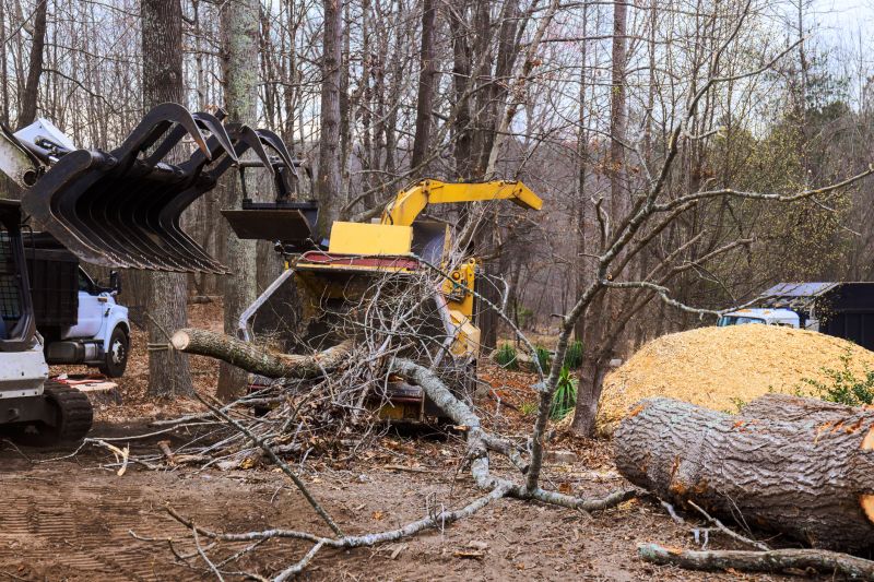 Dead Tree Removal in Allentown, PA