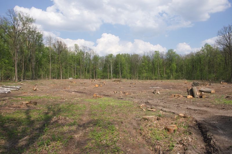 Thicket Clearing in Gwinnett County, GA