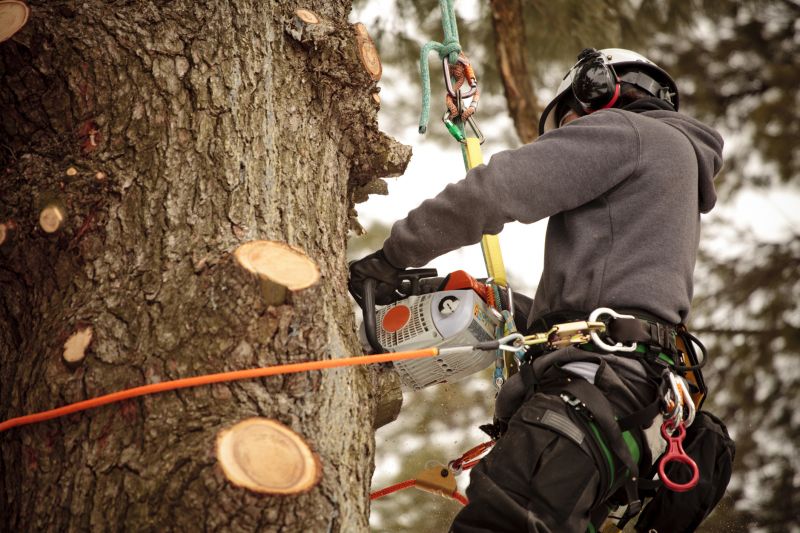 Arborists and Tree Care Specialists